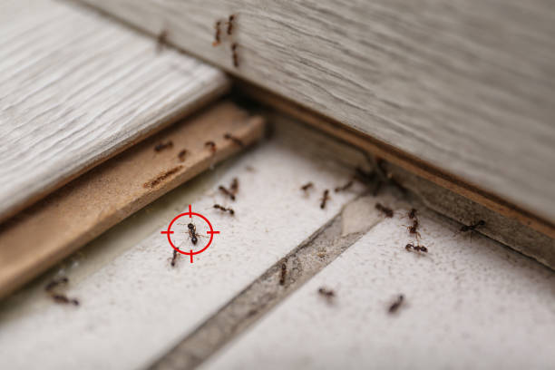Best Bed Bug Extermination  in Gra Forks, ND