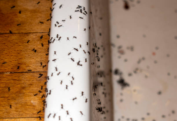 Best Wasp Removal Services  in Gra Forks, ND